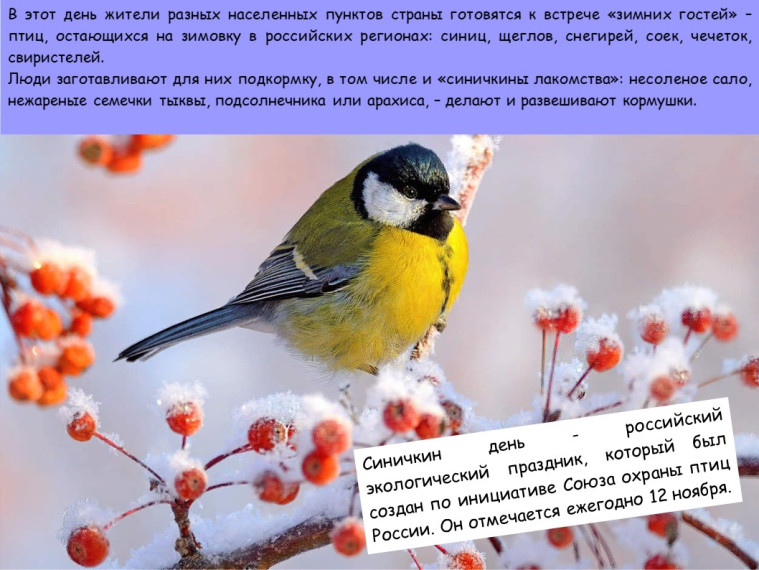 Синичкин день- 12 ноября..